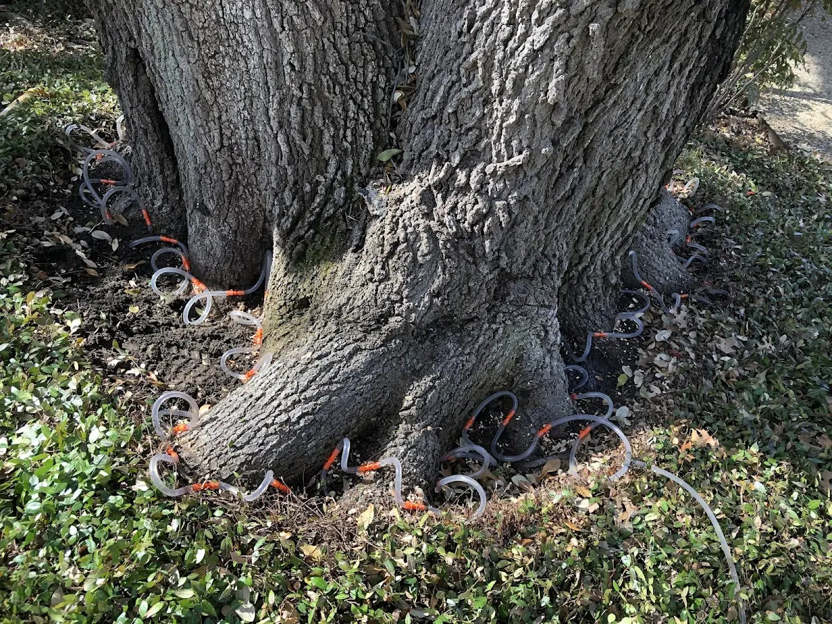 Detailed Tree Cabling and Bracing job site in Roseville