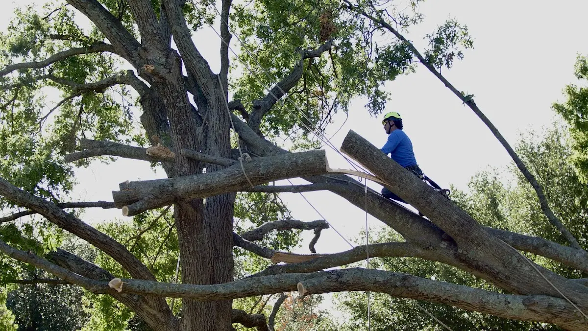 Professional Crown Thinning performed by certified arborists in Roseville