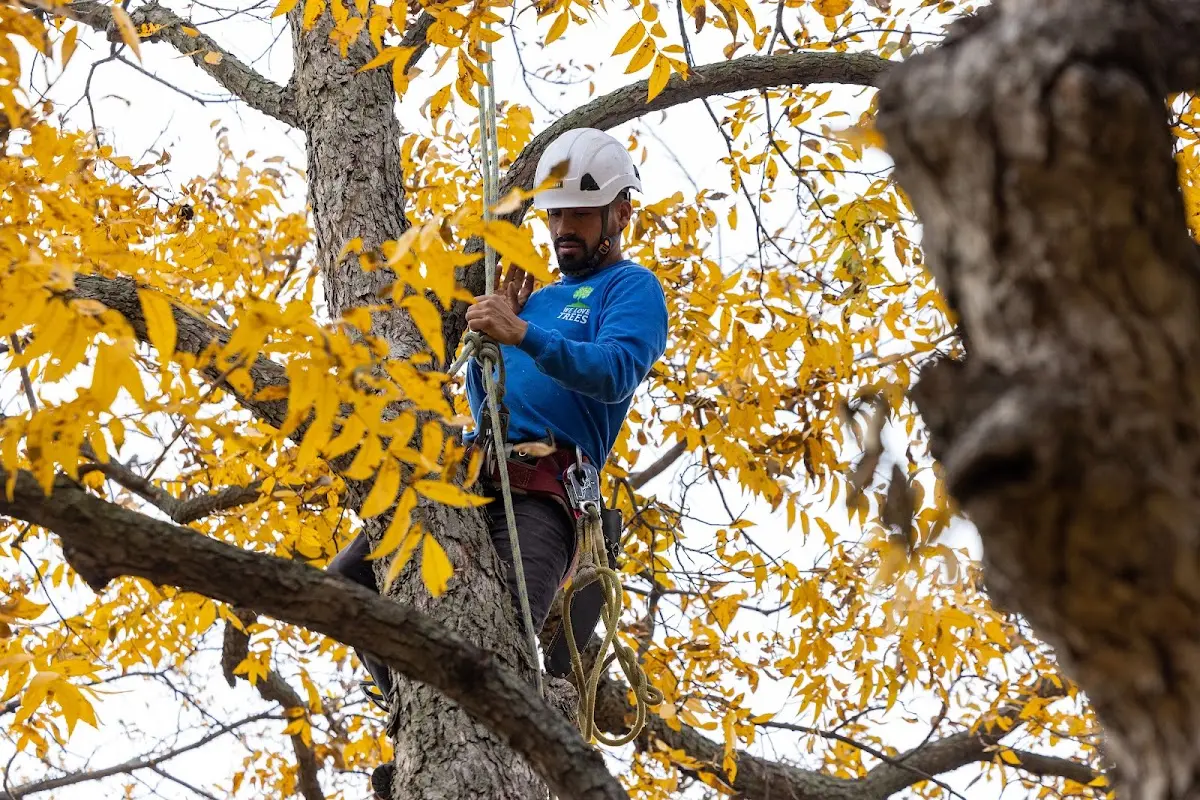 Skilled Tree Planting crew working in Roseville