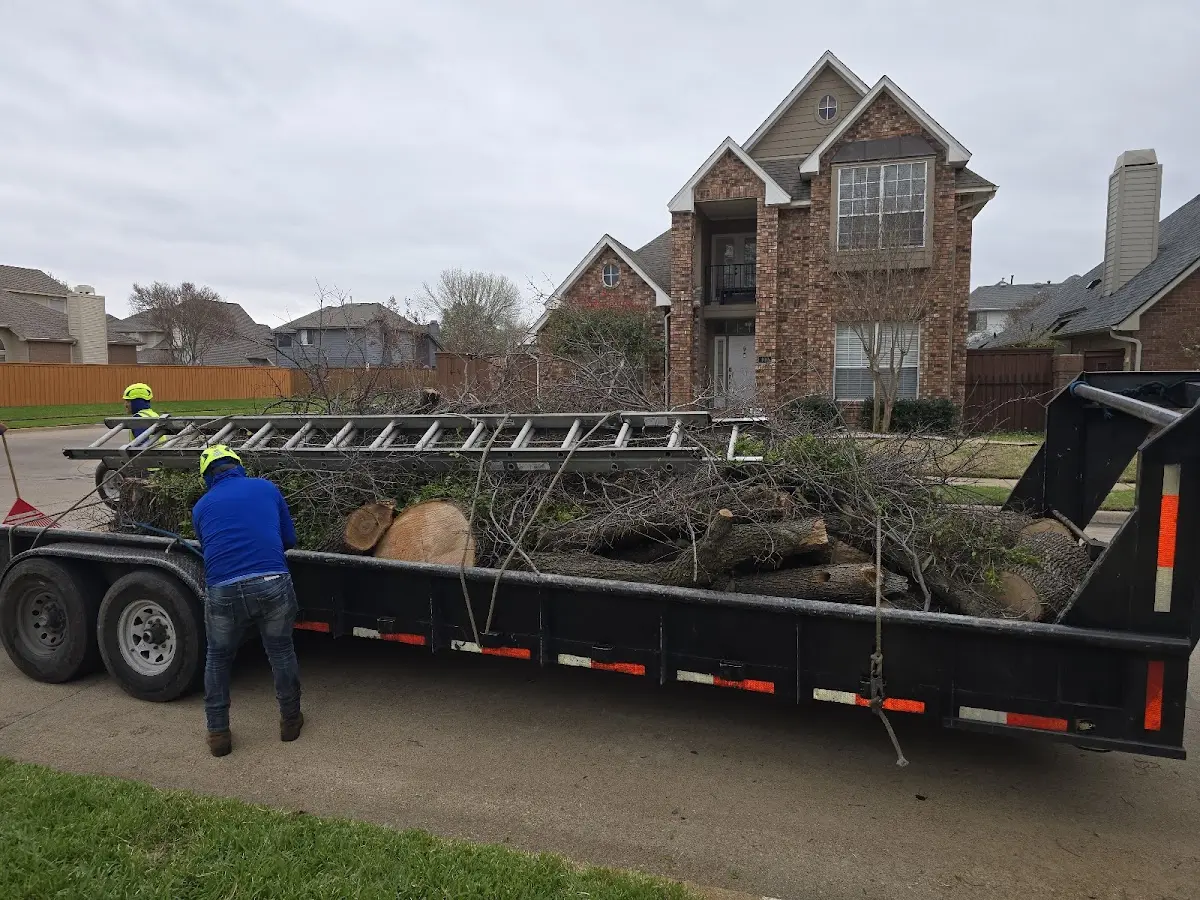 Expert Deadwooding with proper safety equipment in Roseville